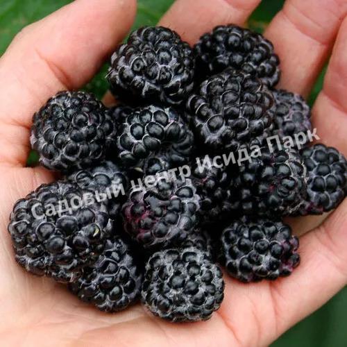 Малина Блэк Джевел (Black Jewel) Малина Блэк Джевел (Black Jewel)