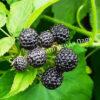 Малина Блэк Джевел (Black Jewel) 6