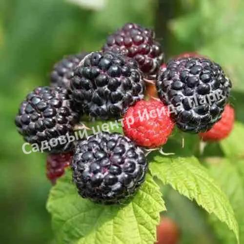 Малина Блэк Джевел (Black Jewel) Малина Блэк Джевел (Black Jewel)