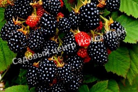 Малина Блэк Джевел (Black Jewel) Малина Блэк Джевел (Black Jewel)