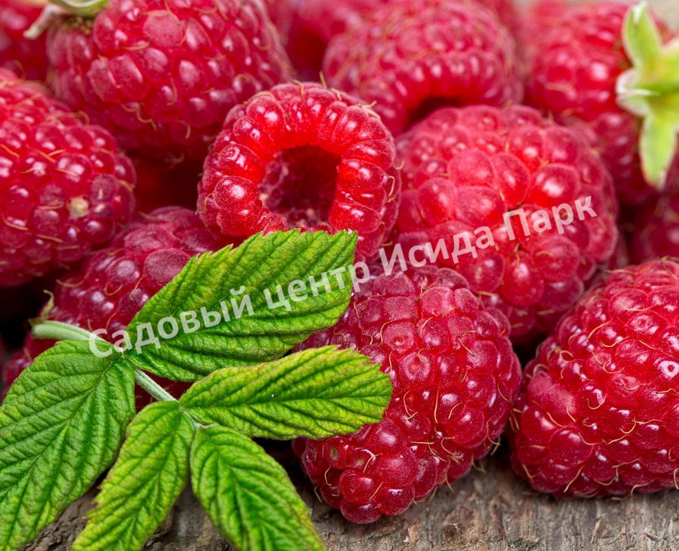 Малина Блеск (BLESTYASСHAYA) Малина Блеск (BLESTYASСHAYA)