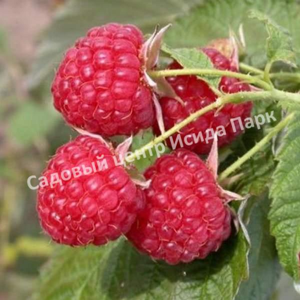 Малина Блеск (BLESTYASСHAYA) Малина Блеск (BLESTYASСHAYA)