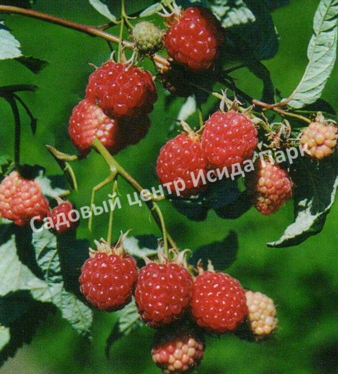 Малина Блеск (BLESTYASСHAYA) Малина Блеск (BLESTYASСHAYA)