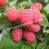 Малина Брянский рубин (Bryanskij Rubus) 5