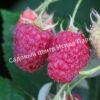 Малина Брянский рубин (Bryanskij Rubus) 3