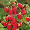 Малина Брянский рубин (Bryanskij Rubus) 1