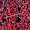 Малина Брянский рубин (Bryanskij Rubus) 7