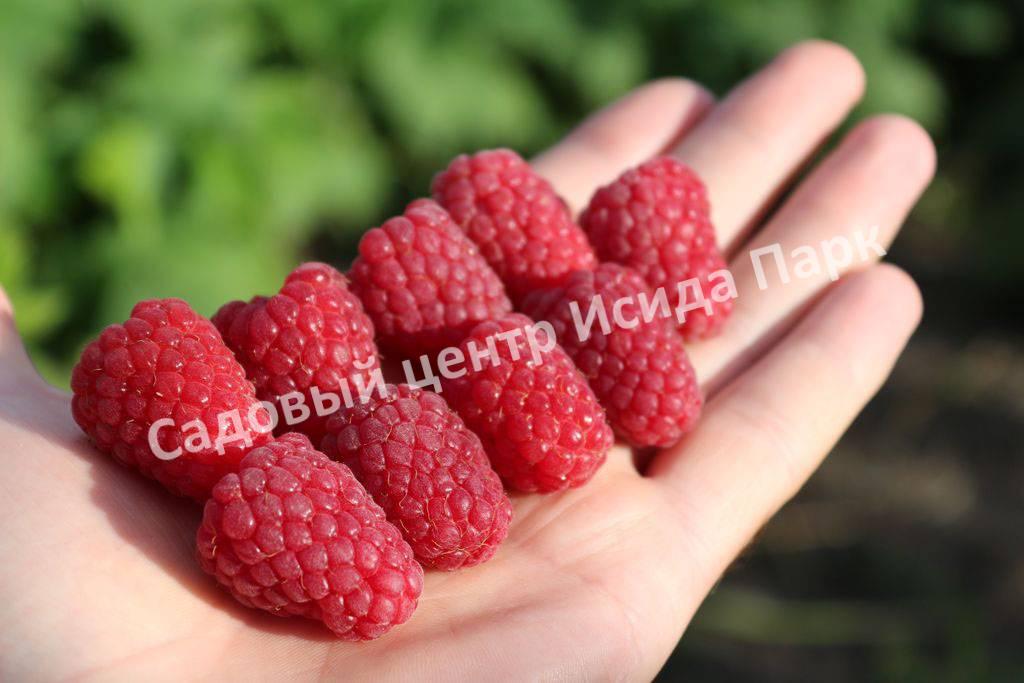 Малина Блеск (BLESTYASСHAYA) Малина Блеск (BLESTYASСHAYA)