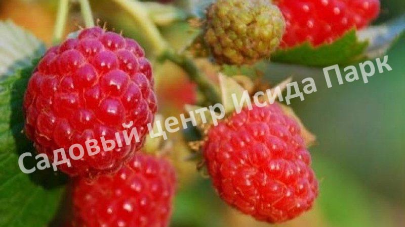 Малина на штамбе Глен Долл (Glen Doll) Малина на штамбе Глен Долл (Glen Doll)