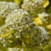 Пузыреплодник калинолистный Эннис Голд (Anny’s Gold) 1