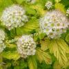 Пузыреплодник калинолистный Эннис Голд (Anny’s Gold) 5