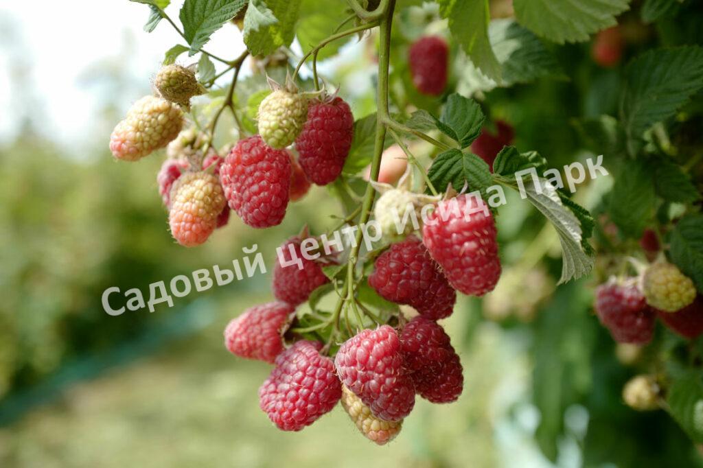 Малина Глен Ди (Glen Dee)