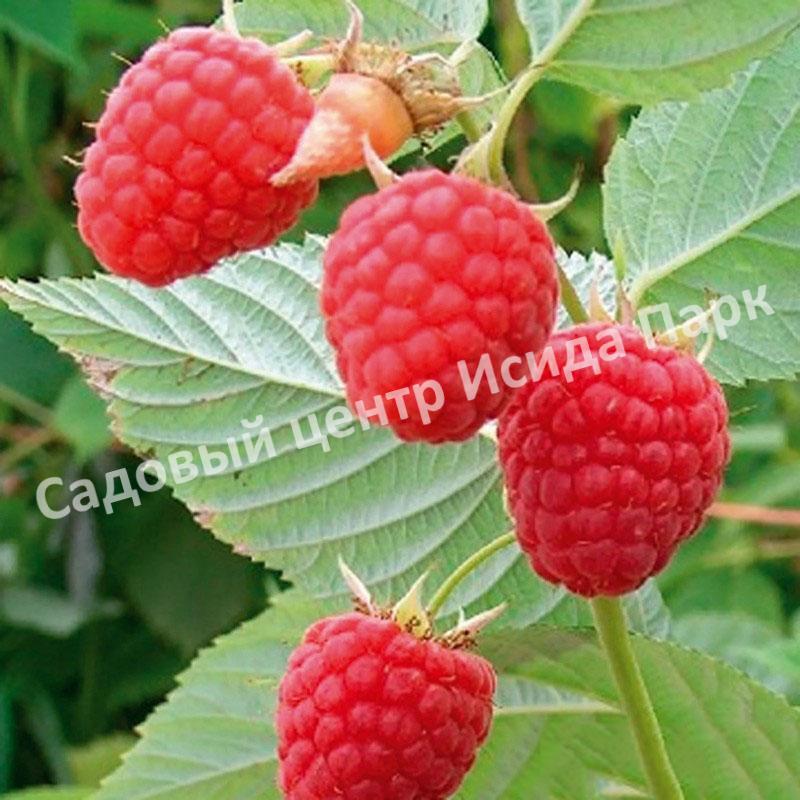 Малина на штамбе Глен Долл (Glen Doll) Малина на штамбе Глен Долл (Glen Doll)