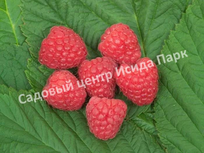 Малина на штамбе Глен Долл (Glen Doll) Малина на штамбе Глен Долл (Glen Doll)