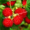 Малина Бархатная (Rubus idaeus L.velvet) 8