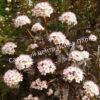 Пузыреплодник калинолистный Литл Энджел (Little Angel) 1