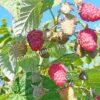 Малина Бархатная (Rubus idaeus L.velvet) 9