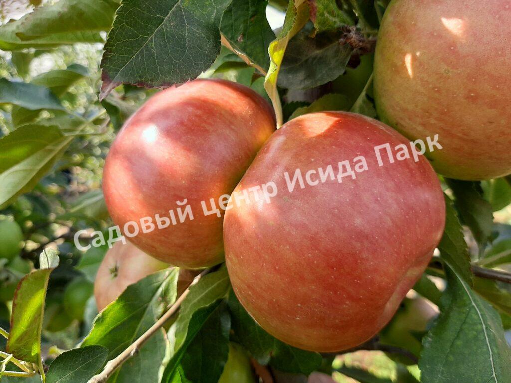 Яблоня Аврора Крымская (AVRORA KRYMSKAYA)