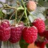 Малина Бархатная (Rubus idaeus L.velvet) 10