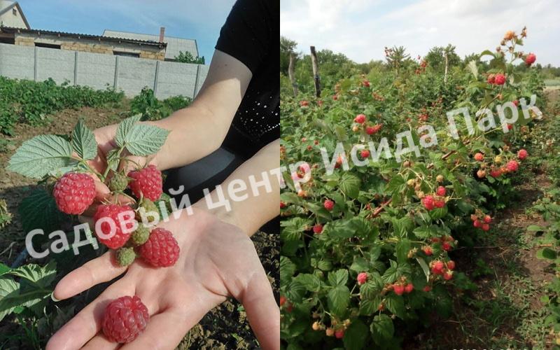 Малина на штамбе Глен Долл (Glen Doll) Малина на штамбе Глен Долл (Glen Doll)