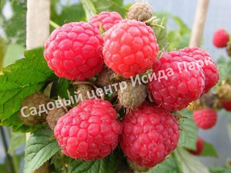 Малина на штамбе Глен Долл (Glen Doll) Малина на штамбе Глен Долл (Glen Doll)