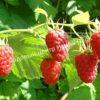 Малина на штамбе Бенефис (Rubus Benefis) 9