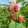 Малина на штамбе Бенефис (Rubus Benefis) 10