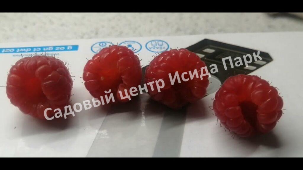 Малина Венги (Wengi)