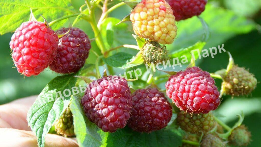 Малина Блеск (BLESTYASСHAYA) Малина Блеск (BLESTYASСHAYA)