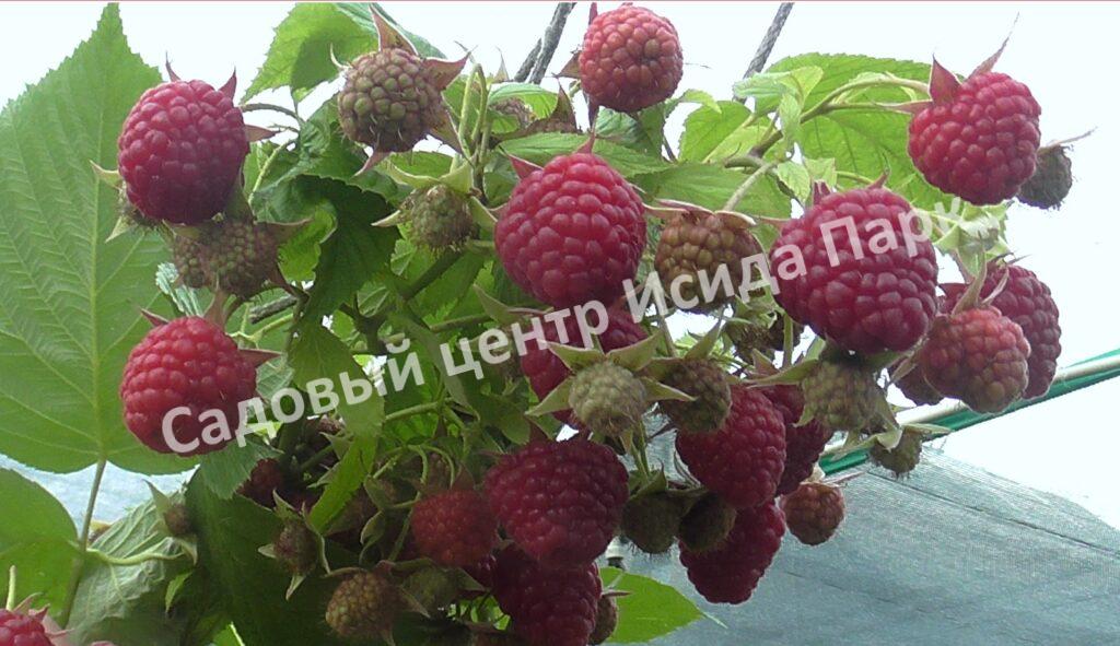 Малина Венги (Wengi)
