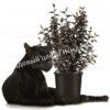 Пузыреплодник калинолистный Пантера (Panther) 2