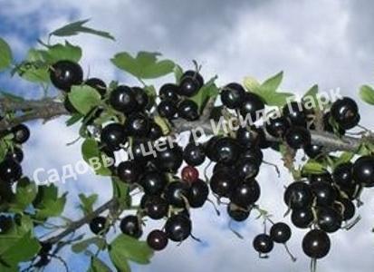 Смородина черная Ариадна (Ariadna) Смородина черная Ариадна (Ariadna)
