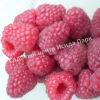Малина Бархатная (Rubus idaeus L.velvet) 12