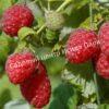 Малина Бархатная (Rubus idaeus L.velvet) 1
