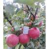 Яблоня Академик Казаков (Malus domestica Borkh) 11