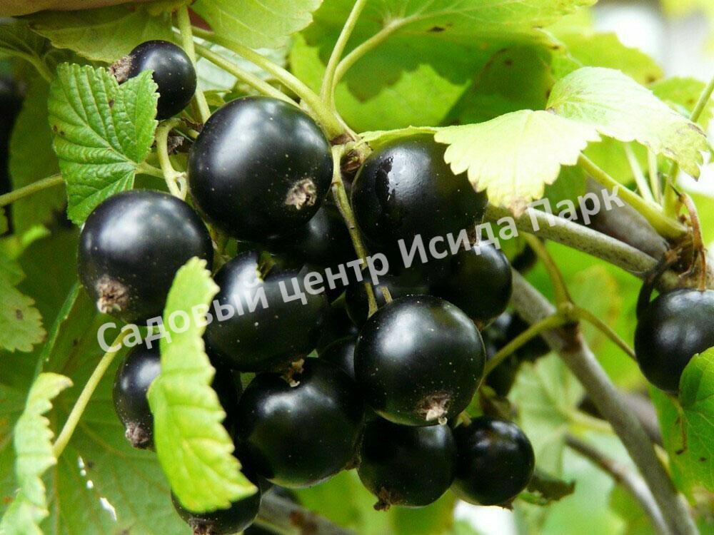 Смородина черная Ариадна (Ariadna) Смородина черная Ариадна (Ariadna)