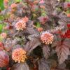 Пузыреплодник калинолистный Свит Черри Ти (Sweet Cherry Teа) 3