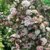 Пузыреплодник калинолистный Свит Черри Ти (Sweet Cherry Teа) 1
