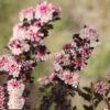 Пузыреплодник калинолистный Тайни Вайн (Tiny Wine, SMPOTW) 1