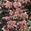Пузыреплодник калинолистный Тайни Вайн (Tiny Wine, SMPOTW) 7