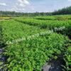 Пузыреплодник головчатый Тильден Парк (Tilden Park) 4