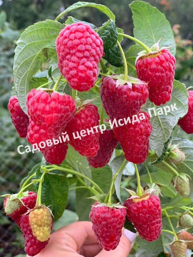 Малина Васена (Vasena)