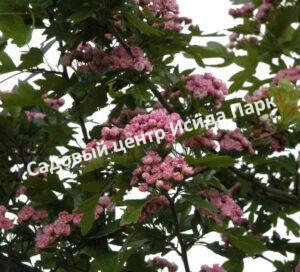 Боярышник морденский Тоба (Crataegus mordenensis Toba)