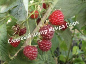 Малина Вислуха (VISLUHA)