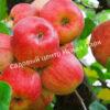 Яблоня Академик Казаков (Malus domestica Borkh) 6