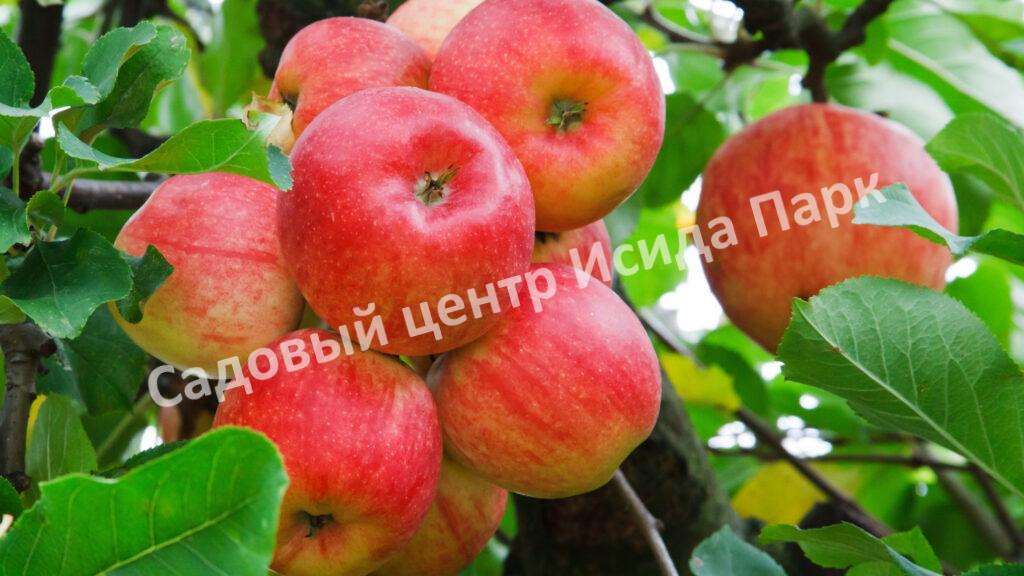 Яблоня Академик Казаков (Malus domestica Borkh)