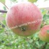 Яблоня Академик Казаков (Malus domestica Borkh) 7