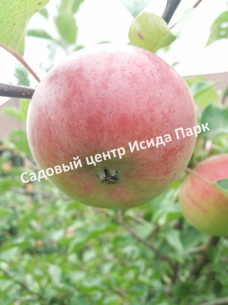 Яблоня Академик Казаков (Malus domestica Borkh)