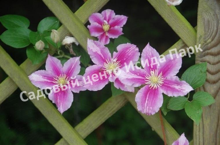 Клематис Пиилу (Piilu) Клематис Пиилу (Piilu)