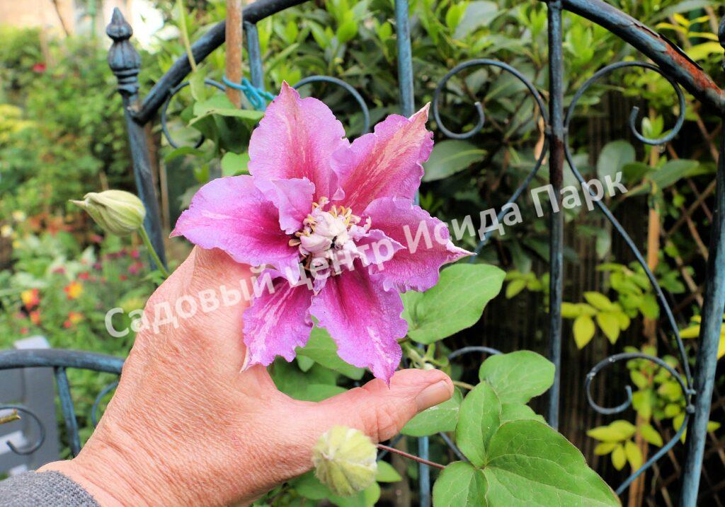 Клематис Пиилу (Piilu) Клематис Пиилу (Piilu)